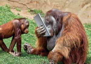 Orangutan and tablet